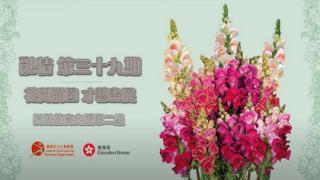 Thumbnail of Issue no.39 - Performances at Hong Kong Flower Show